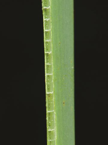 Quenouille feuilles larges (Typha latifolia)_5