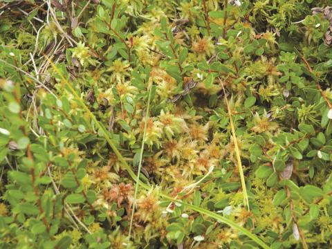 Sphaignes(Sphagnum spp.)_1