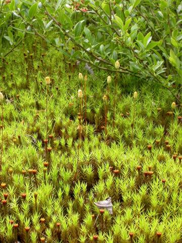 Polytrics (Polytrichum spp.)_6