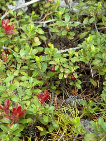 Raisin ours (Arctostaphylos uva-ursi)_3