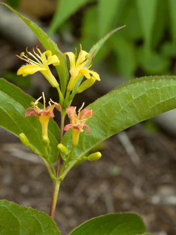 Dièreville chèvrefeuille(Diervilla lonicera)_5