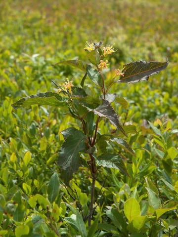 Dièreville chèvrefeuille(Diervilla lonicera)_6