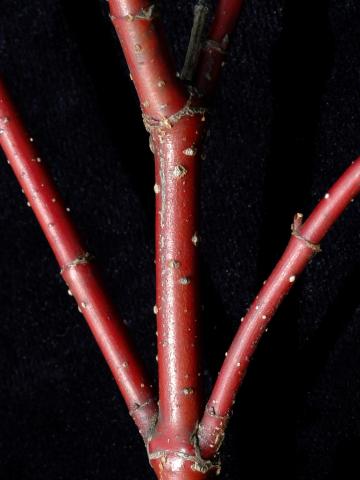 Cornouiller hart-rouge(Cornus sericea)_2