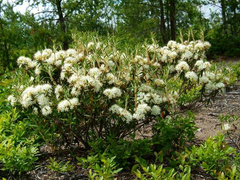 Thé du Labrador(Rhododendron groenlandicum)_5