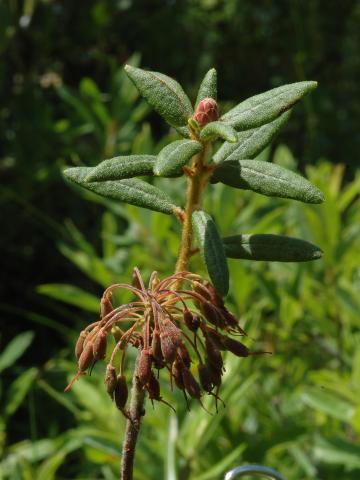 Thé du Labrador(Rhododendron groenlandicum)_6