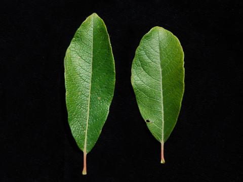 Saule humble (Salix humilis)_1