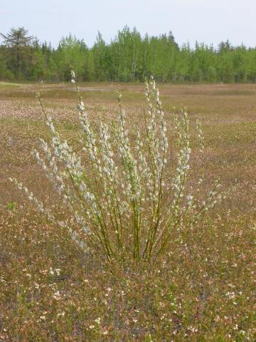 Saule humble (Salix humilis)_3