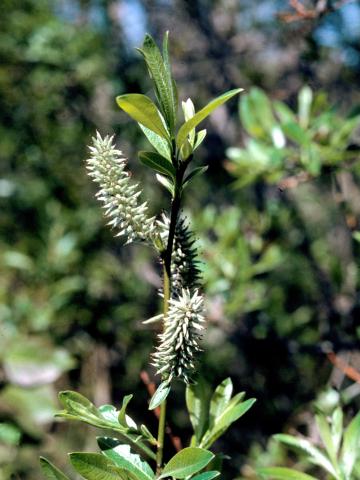 Saule humble (Salix humilis)_4