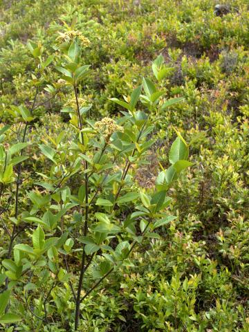 Viorne cassinoïde(Viburnum cassinoides)_1