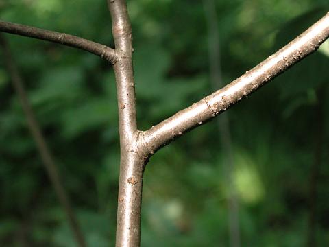 Aronie fruits noirs(Aronia melanocarpa)_7