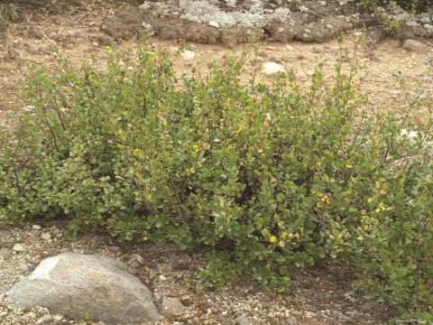 Bouleau glanduleux(Betula glandulosa)_3