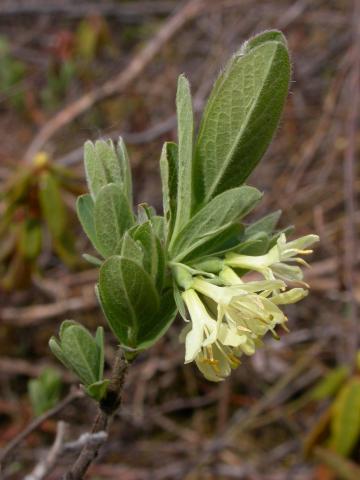 Chèvrefeuille velu(Lonicera villosa)_1