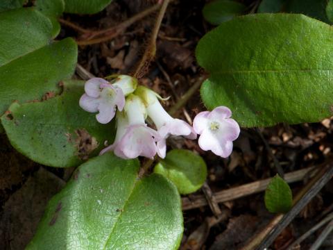 Épigée rampante(Epigaea repens)_1