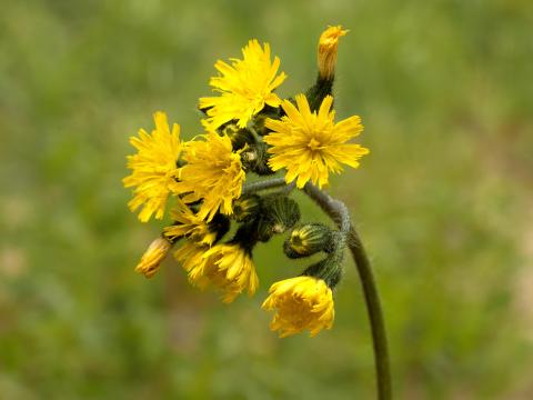 Épervière prés(Pilosella caespitosa)_1