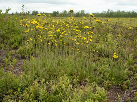 Épervière prés(Pilosella caespitosa)_2