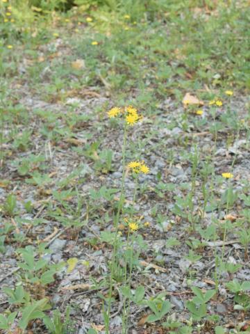 Épervière fleurs nombreuses(Pilosella x floribunda)_4