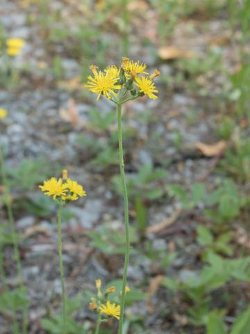 Épervière fleurs nombreuses(Pilosella x floribunda)_5