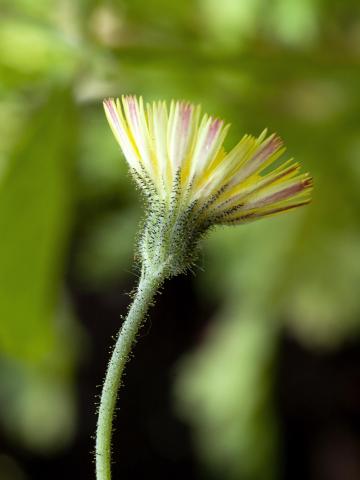 Épervière piloselle(Pilosella officinarum)_2