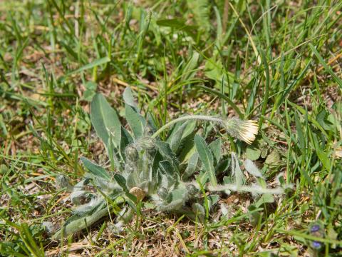 Épervière piloselle(Pilosella officinarum)_4