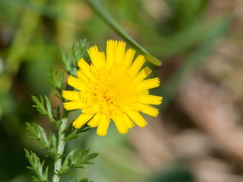 Épervière piloselle(Pilosella officinarum)_6