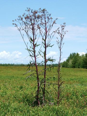 Laitue Canada (Lactuca canadensis)_1