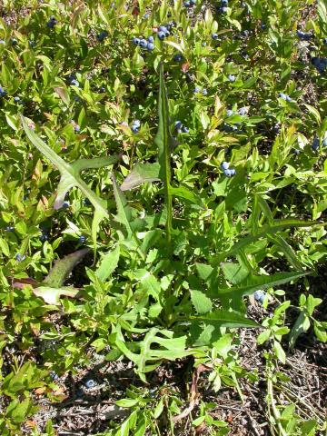 Laitue Canada (Lactuca canadensis)_4