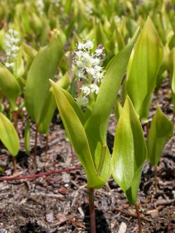 Maianthème Canada (Maianthemum canadense)_1