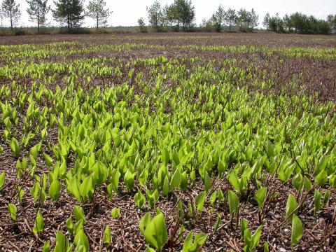 Maianthème Canada (Maianthemum canadense)_2