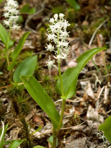 Maianthème Canada (Maianthemum canadense)_3