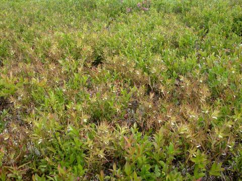 Mélampyre linéaire (Melampyrum lineare)_5