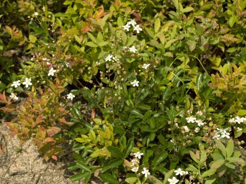 Potentille tridentée (Potentilla tridentata)_1