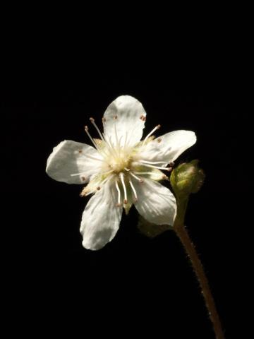 Potentille tridentée (Potentilla tridentata)_2