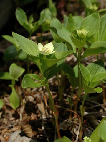 Quatre temps (Cornus canadensis)_1