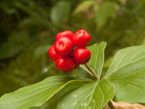 Quatre temps (Cornus canadensis)_2