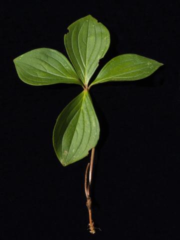 Quatre temps (Cornus canadensis)_4