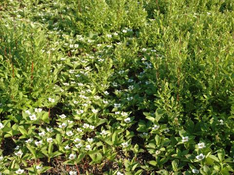 Quatre temps (Cornus canadensis)_8