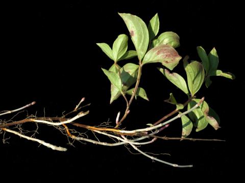 Quatre temps (Cornus canadensis)_9