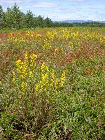 Verge d'or pubérulente(Solidago puberula)_1