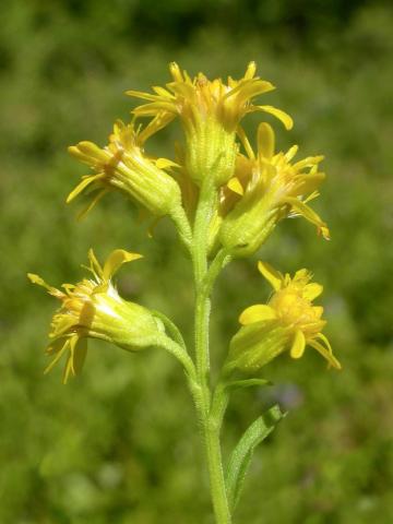 Verge d'or pubérulente(Solidago puberula)_2