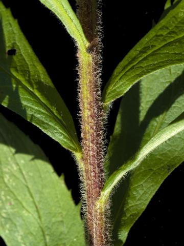 Verge d'or rugueuse(Solidago rugosa)_2