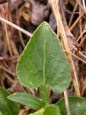 Violette éperon crochu(Viola adunca)_2