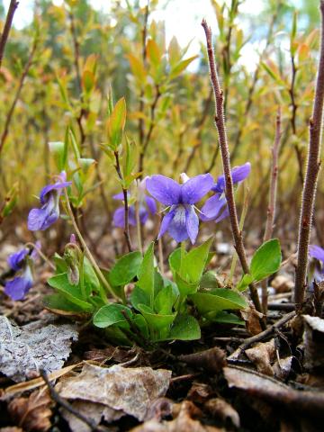 Violette éperon crochu(Viola adunca)_3