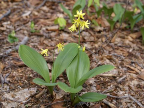 Clintonie boréale(Clintonia borealis)_1