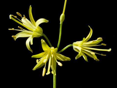 Clintonie boréale(Clintonia borealis)_3