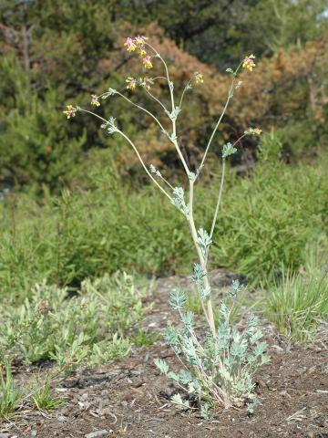 Corydale toujours verte(Capnoides sempervirens)_1