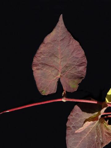 Renouée noeuds ciliés (Fallopia cilinodis)_2