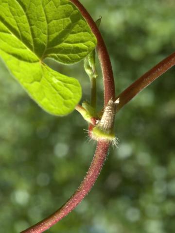 Renouée noeuds ciliés (Fallopia cilinodis)_3