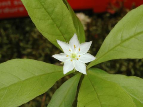 Trientale boréale(Lysimachia borealis)_2