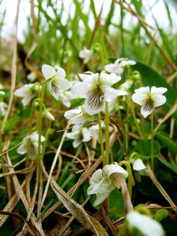 Violette Macloskey(Viola Macloskeyi)_1