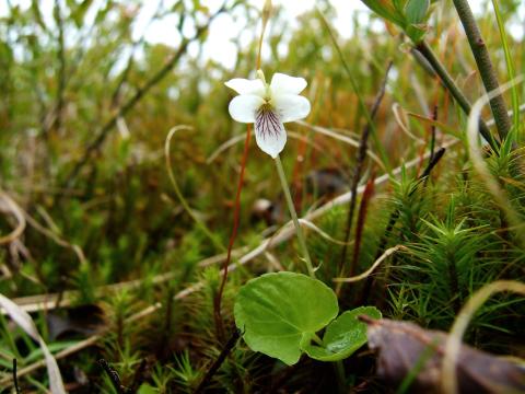 Violette Macloskey(Viola Macloskeyi)_2